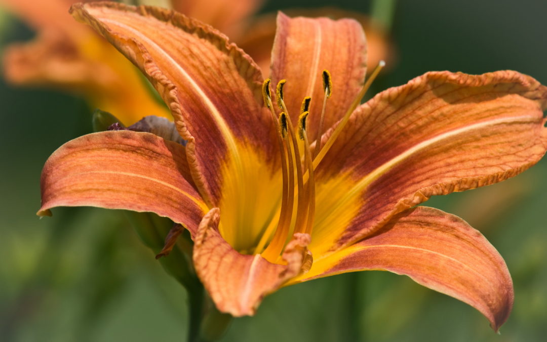 Daylily