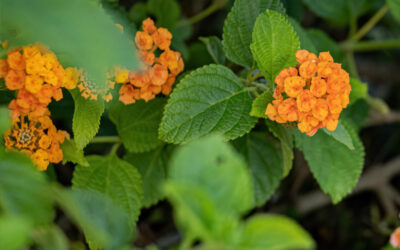 Bloom & Grow Garden Society ~  Pollinator Garden Plant Sale !!!! 