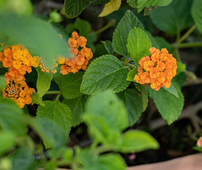 Bloom & Grow Garden Society ~  Pollinator Garden Plant Sale !!!! 