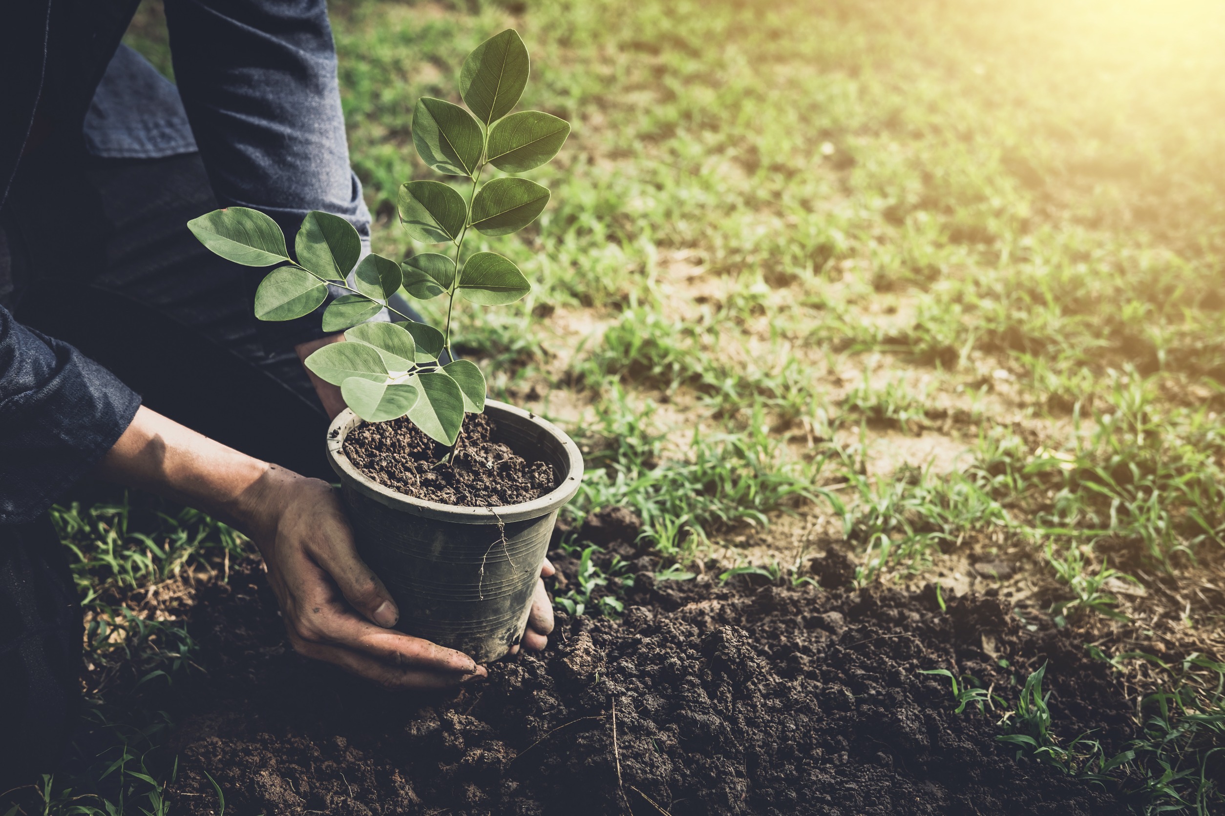 planting a tree for arbor day