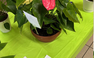 “Love Our Green Florida” Standard Flower Show This Week!!