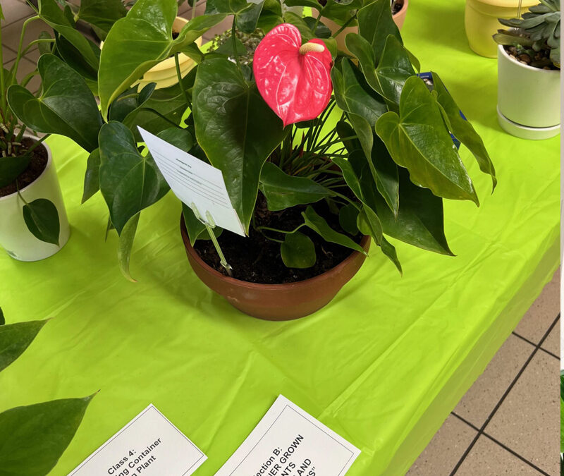 “Love Our Green Florida” Standard Flower Show This Week!!