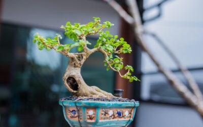 The Bonsai Society of Florida State Convention