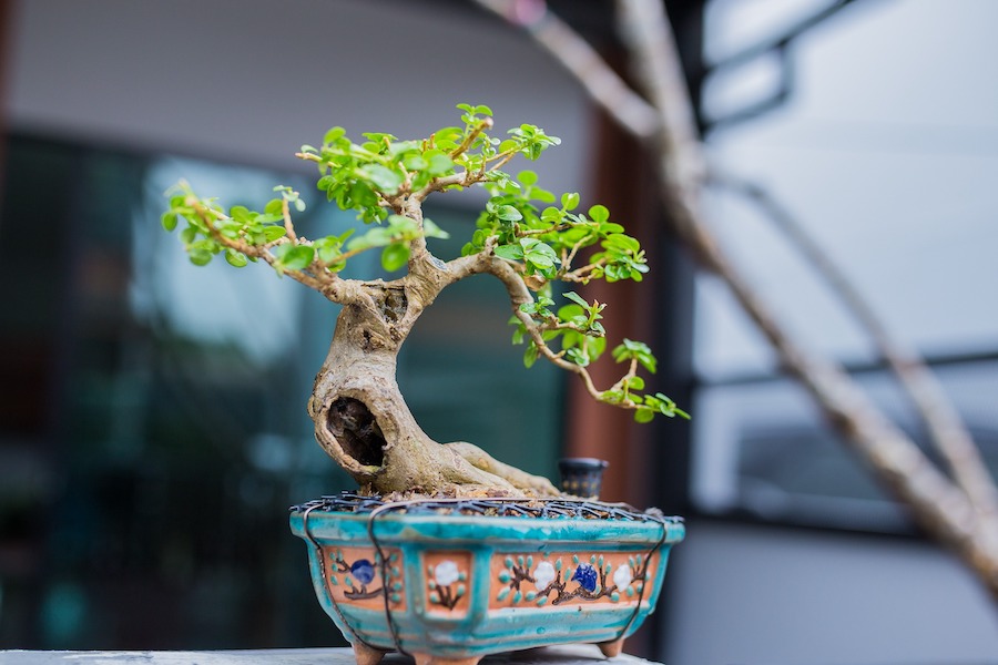 The Bonsai Society of Florida State Convention